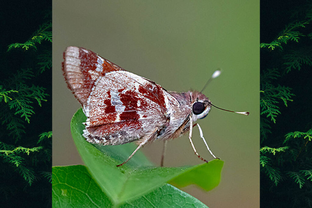 Thespieus aspernatus