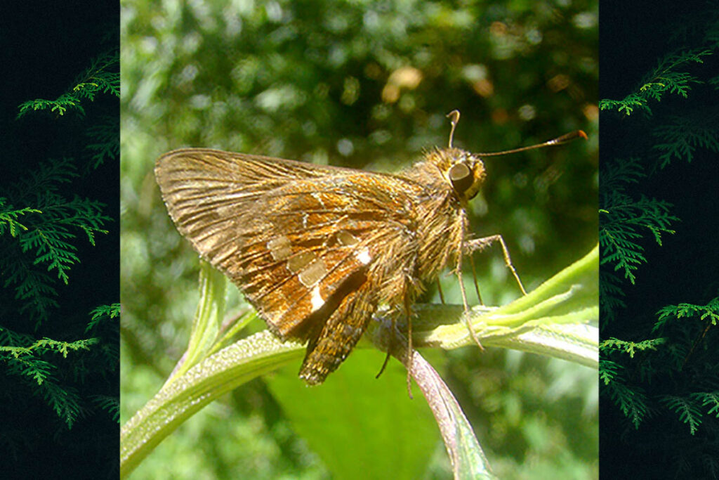 Thespieus tapayuna