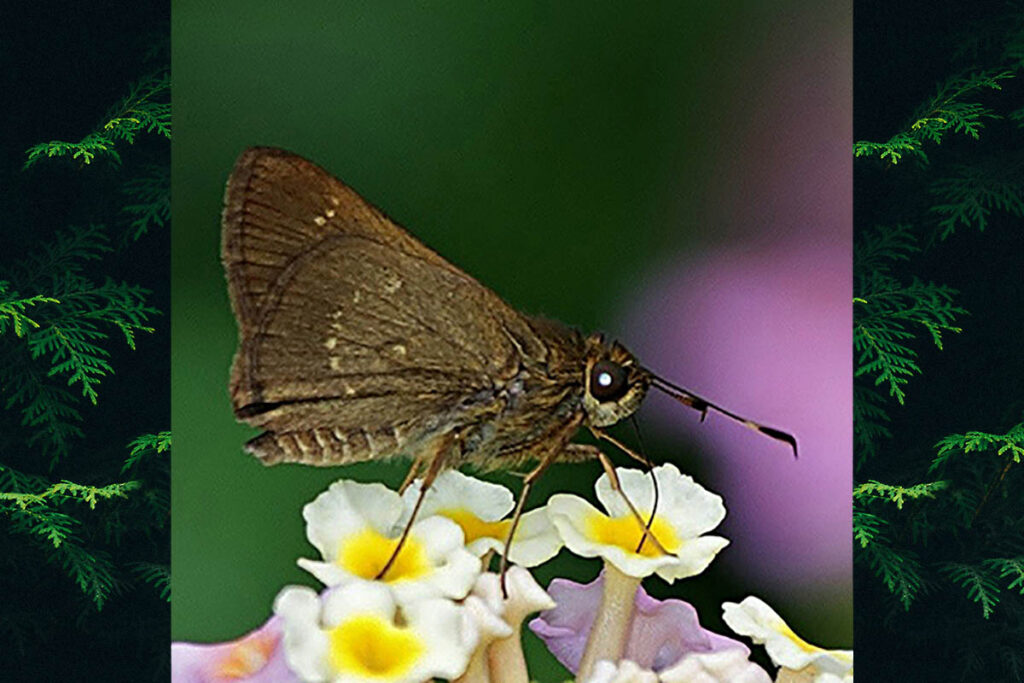 Tigasis simplex