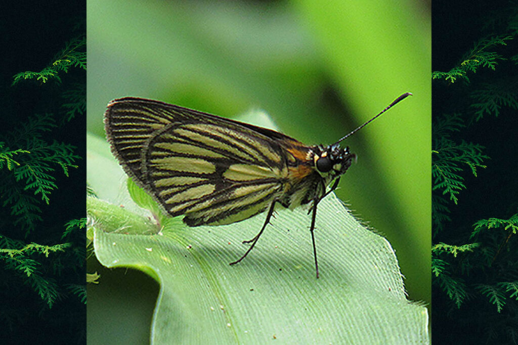Vehilius clavicula