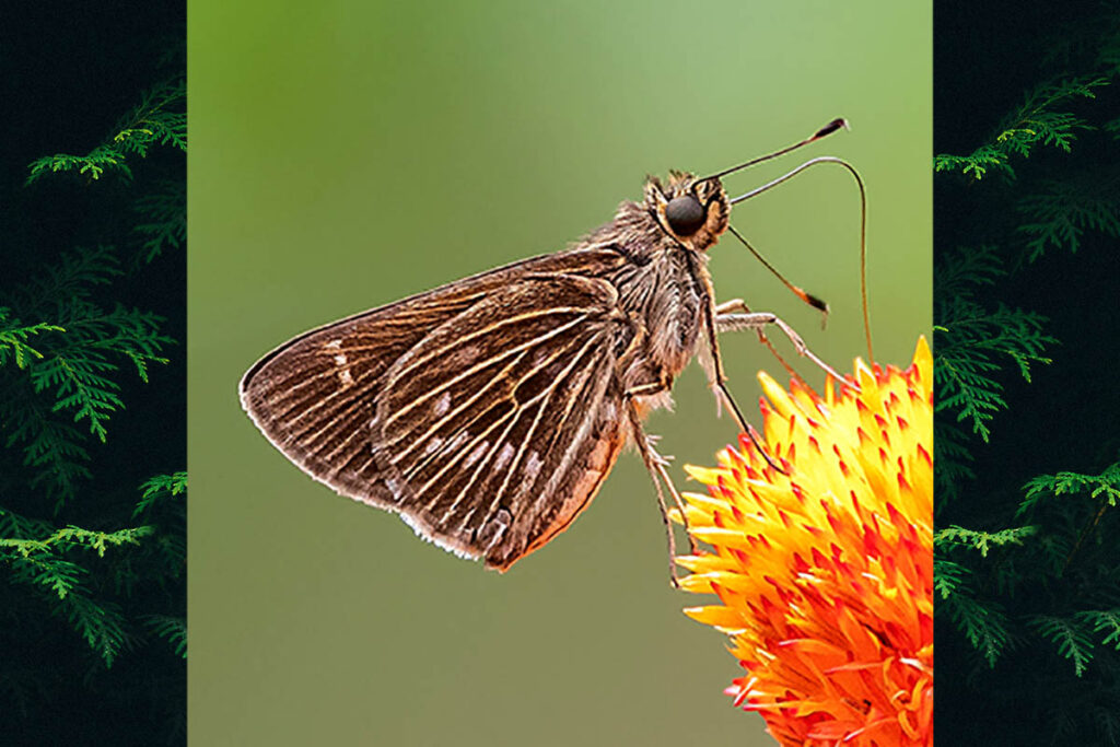 Vehilius stictomenes stictomenes