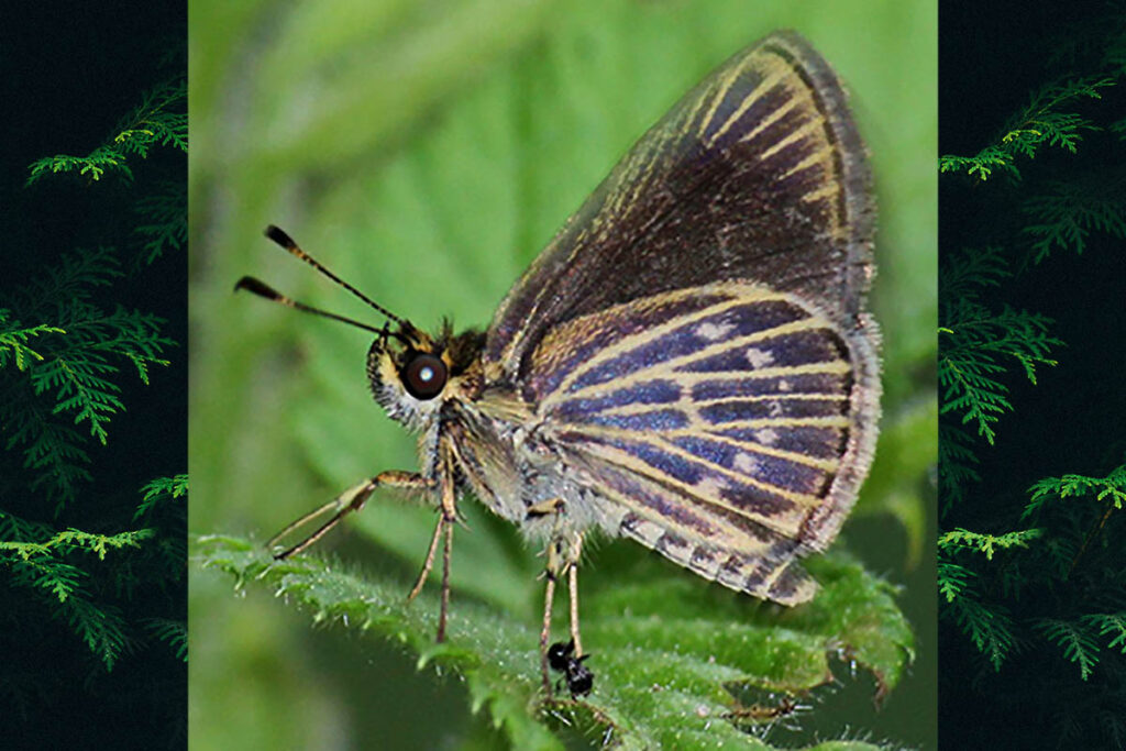 Vehilius vetula