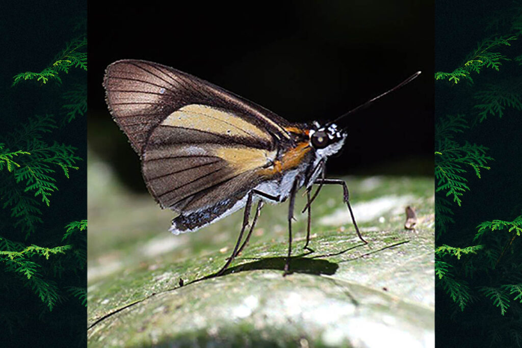 Vettius prona