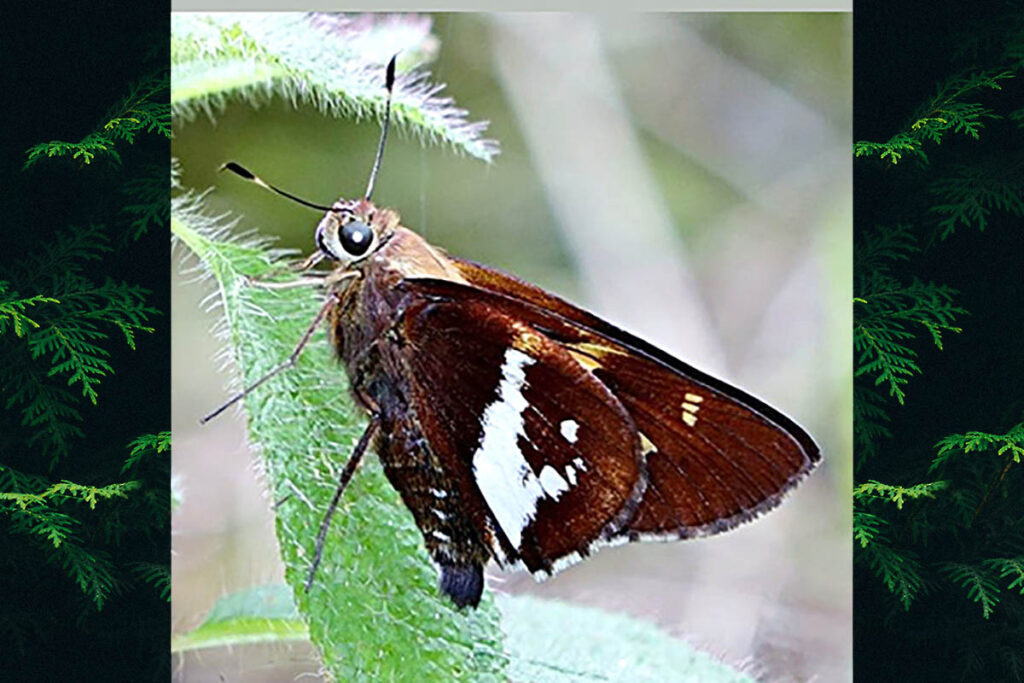 Xeniades orchamus orchamus