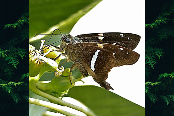 Aguna aurunce hypozonius 1