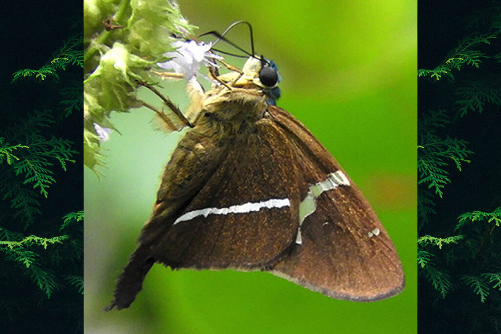 Aguna glaphyrus