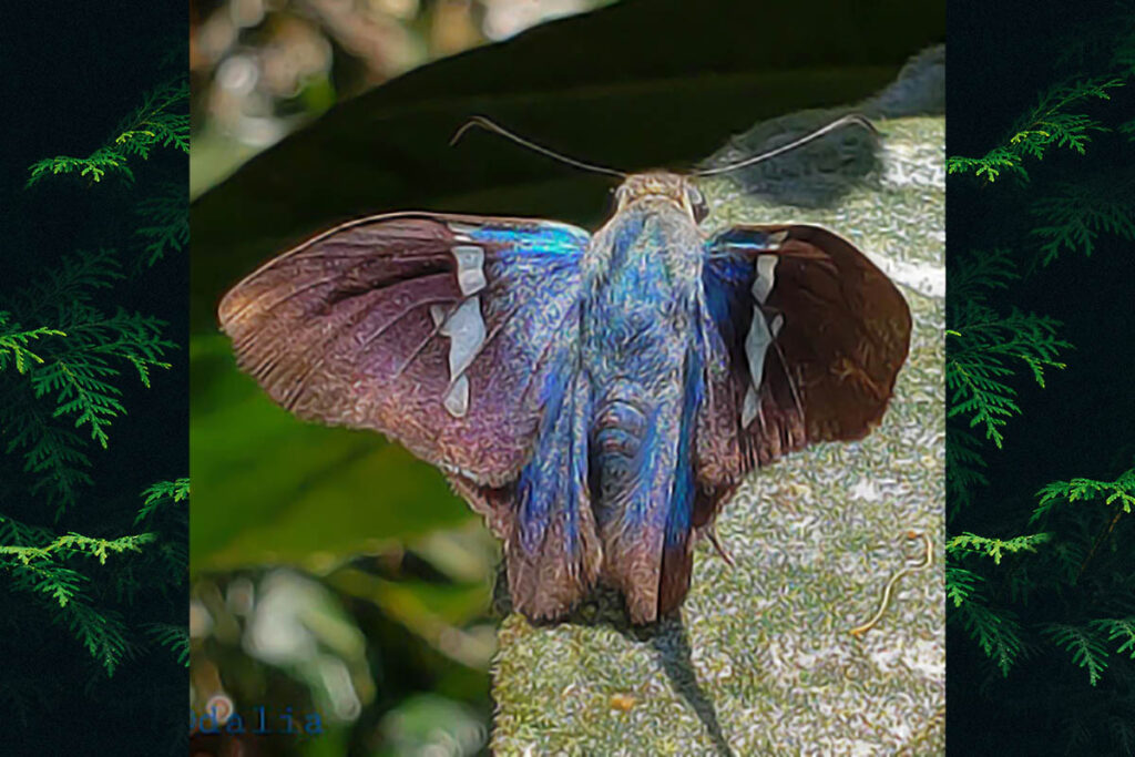 Astraptes enotrus 1