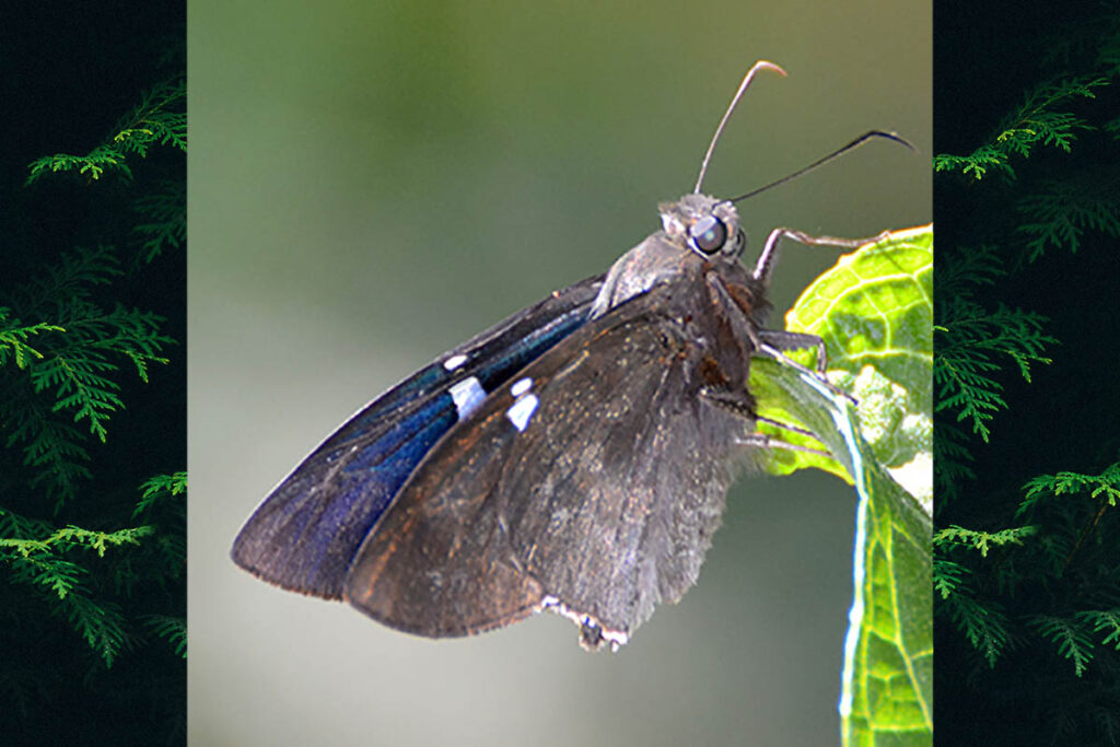 Astraptes janeira 1