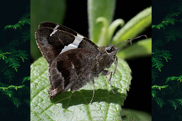 Autochton Integrifascia