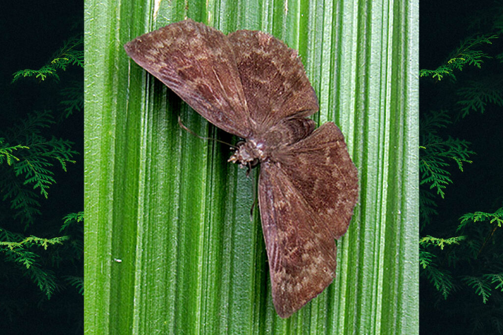 Bolla catharina