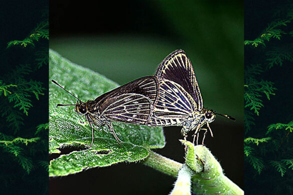 Callimormus interpunctata