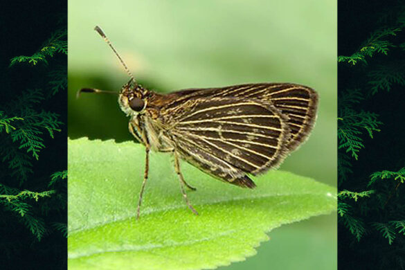 Callimormus juventus