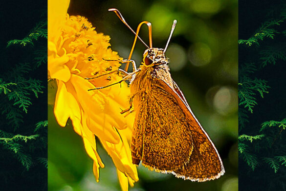 Callimormus saturnus