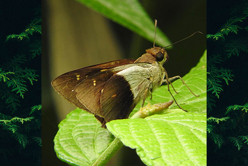 Calpodes antoninus