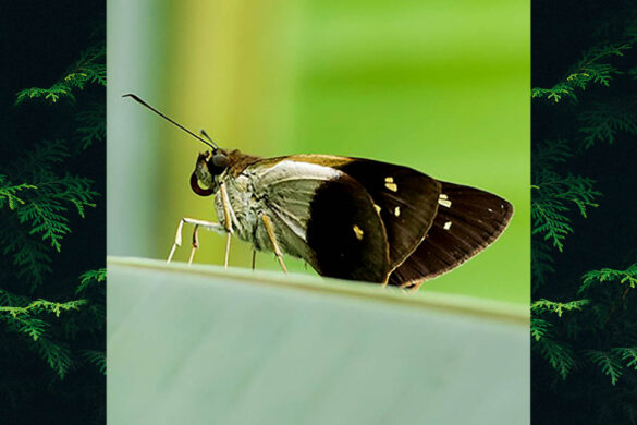 Calpodes esperi esperi