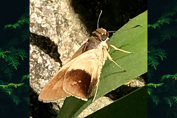 Calpodes longirostris