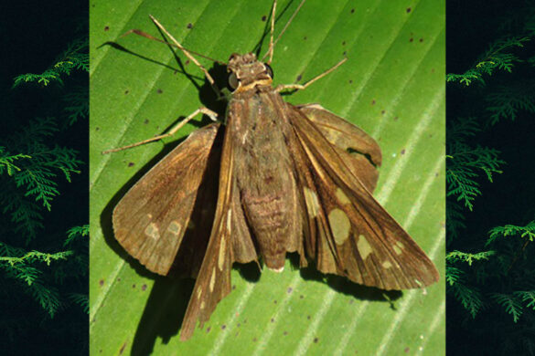 Calpodes triangularis