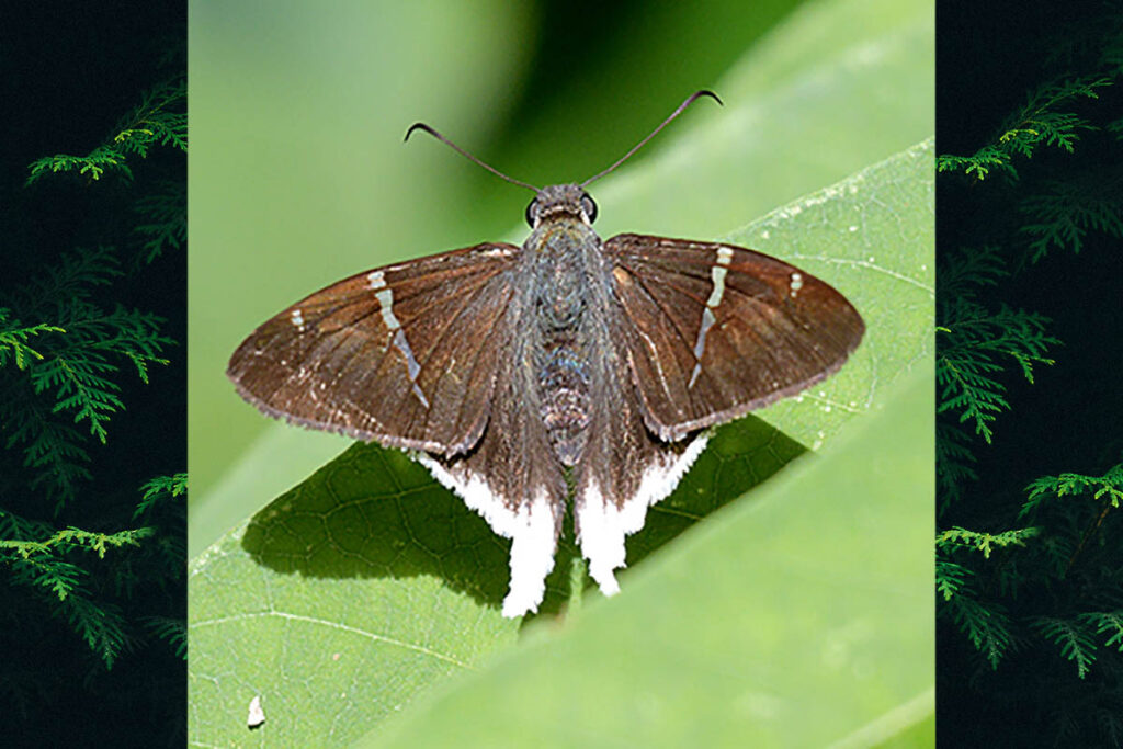 Cecropterus doryssus albicuspis 1