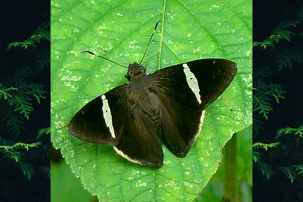 Cecropterus longipennis 1