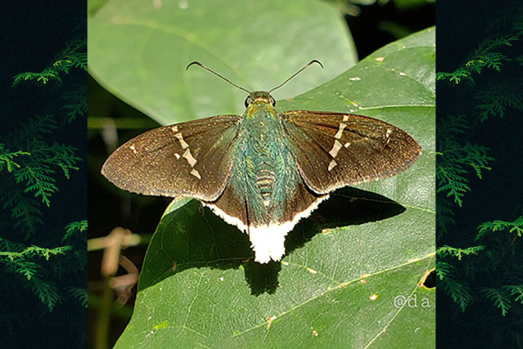 cecropterus virescens 1