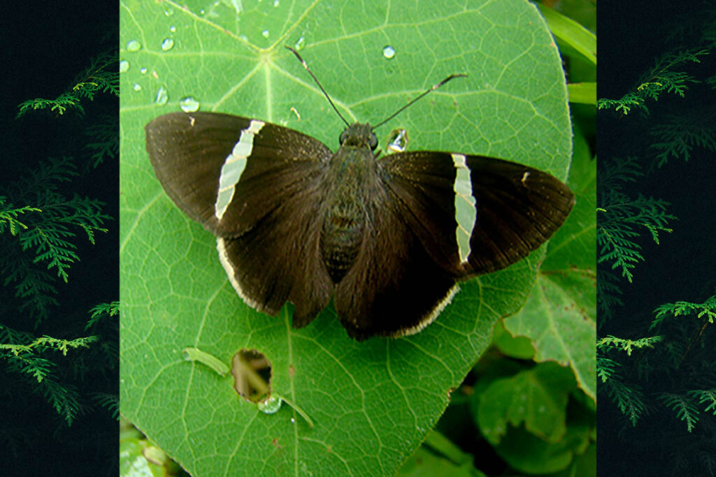cecropterus zarex 1