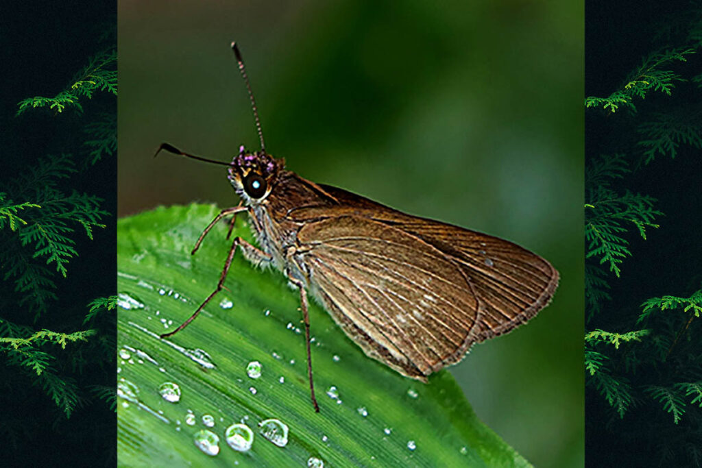 Cobalopsis nero