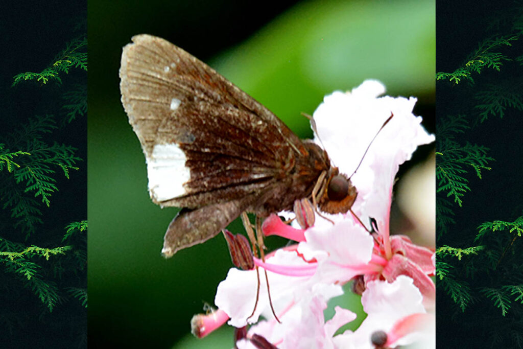 Cobalus virbius virbius