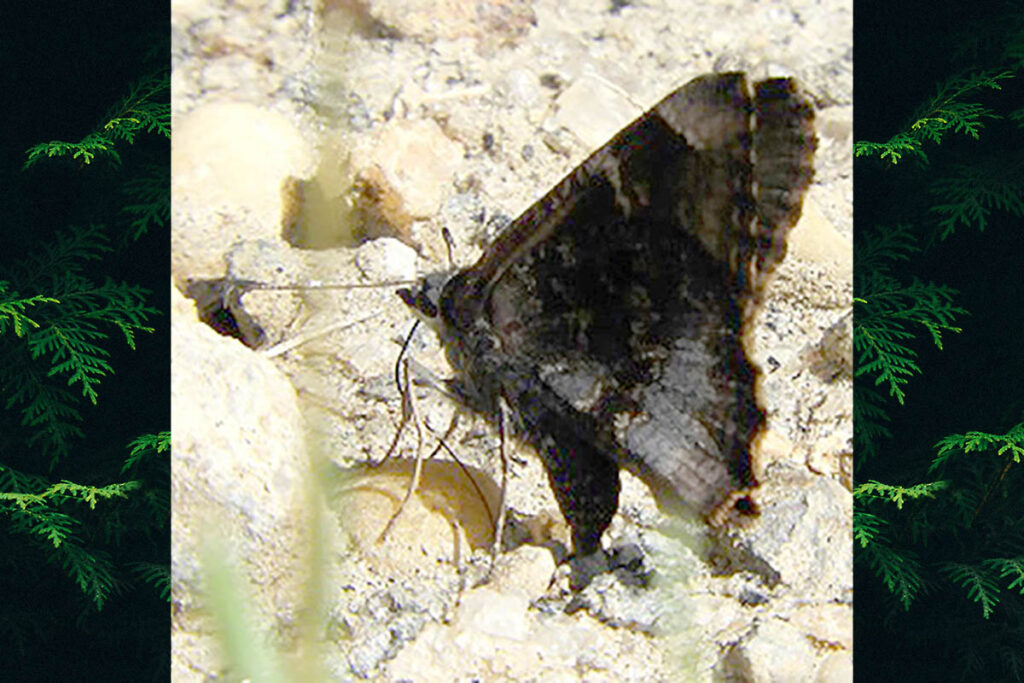 cogia calchas 1