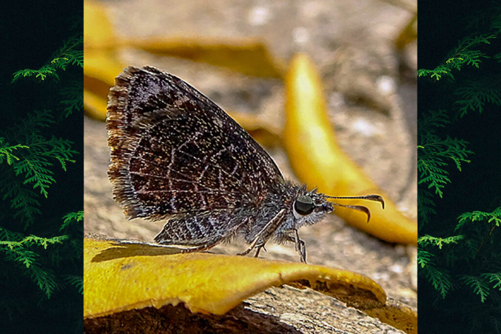 cogia hassan evansi 1