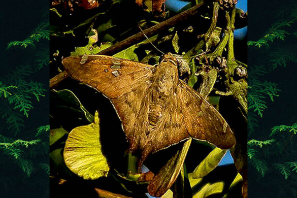 ectomis octomaculata 1