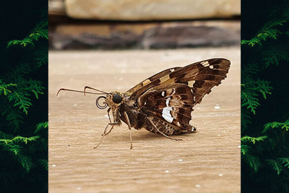 epargyreus barisses 1