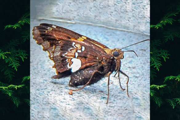 epargyreus pseudexadeus 4