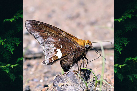 epargyreus socus socus 2