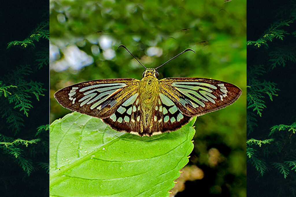 phanus marshalli 1