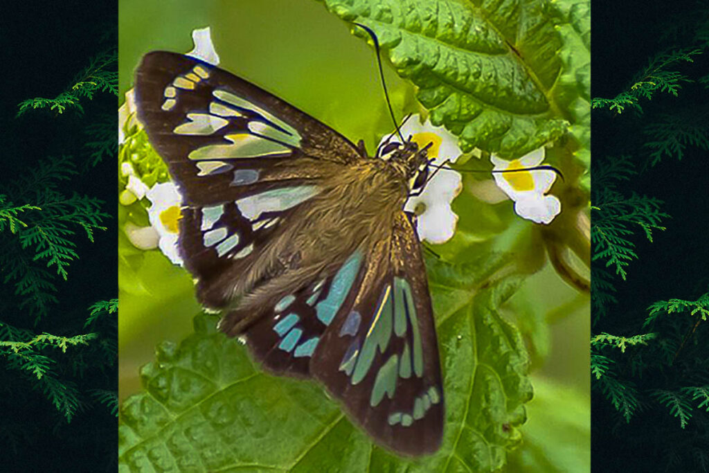 phanus vitreus 1