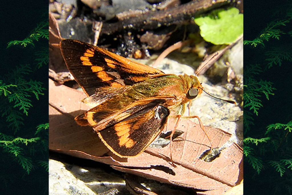 Phemiades aligula aligula