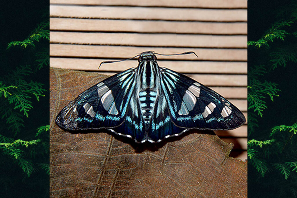 phocides metrodorus metron 2