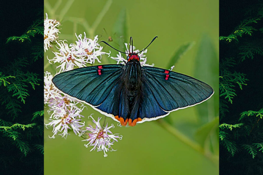 phocides polybius phanias 1