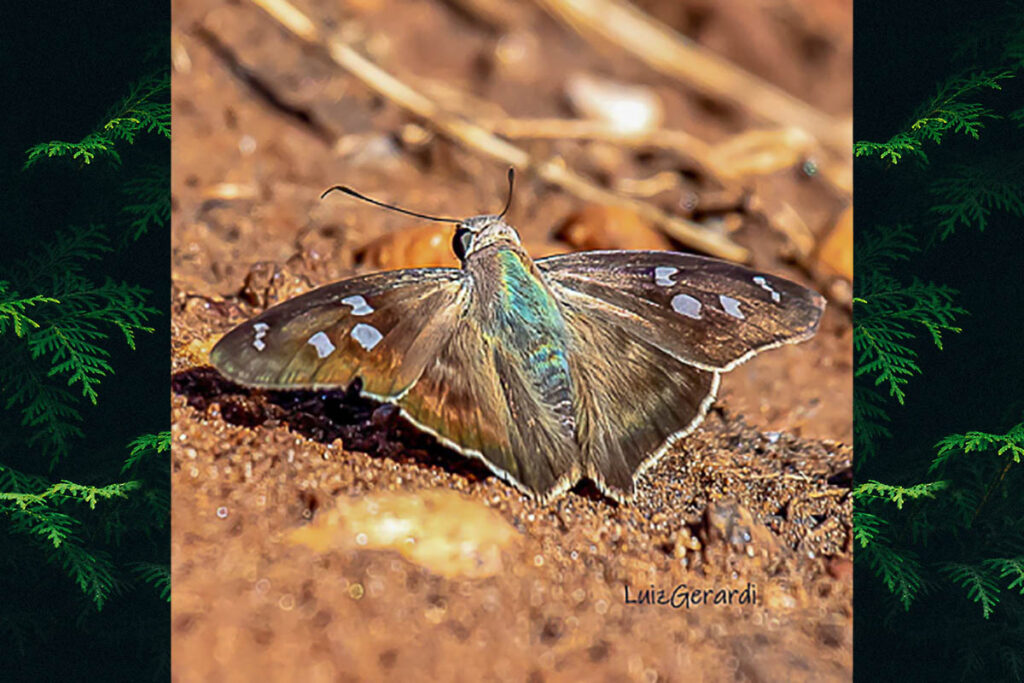 polygonus pallida 1