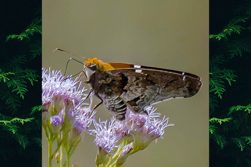 Proteides mercurius mercurius
