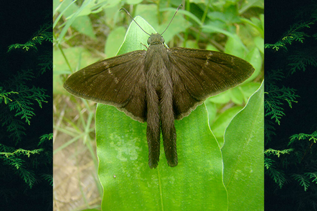spicauda simplicius 1