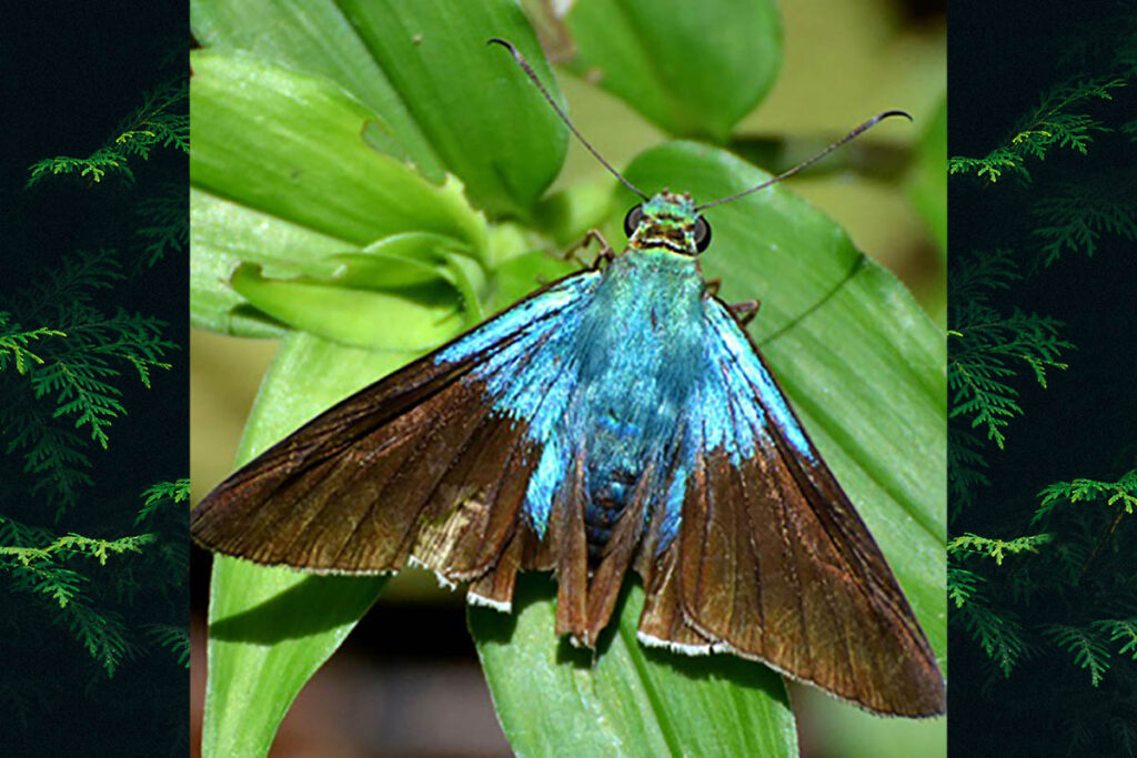 telegonus alardus alardus 1