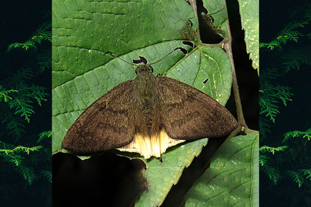 telegonus anaphus 1