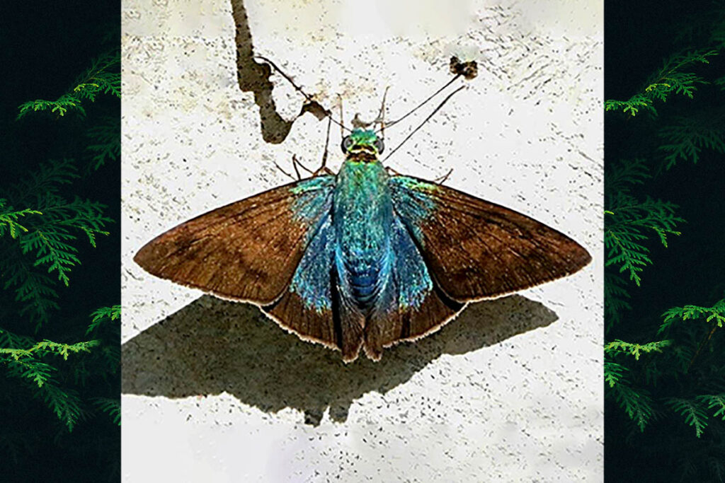 telegonus cretatus adoba 1
