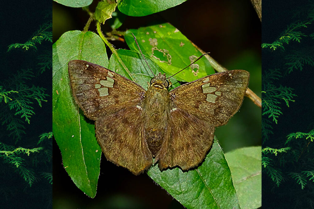 telemiades atlantiope 1