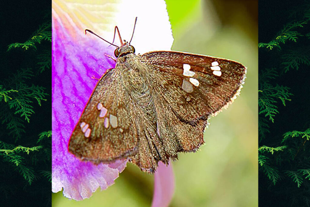 telemiades laogonus 1