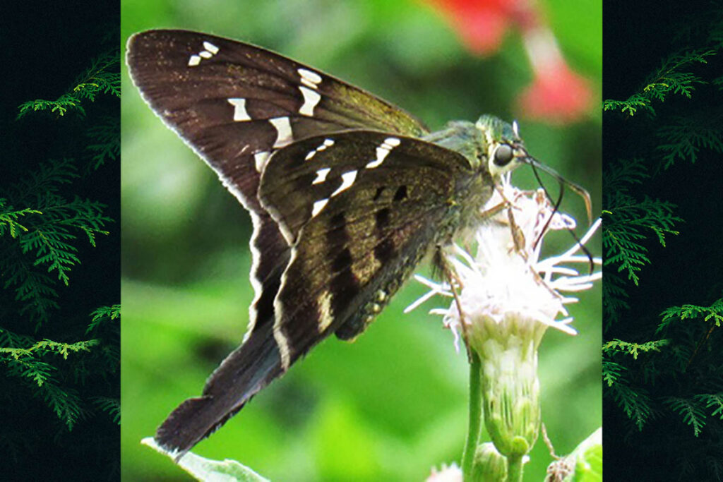 urbanus velinus 3