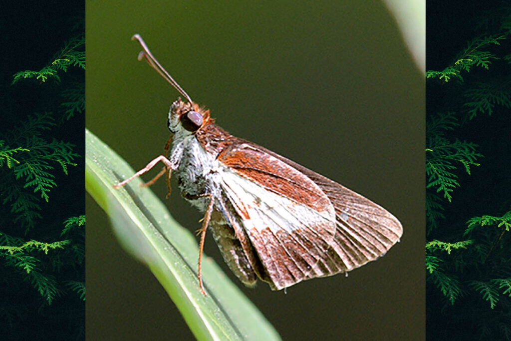 Vettius lafrenaye