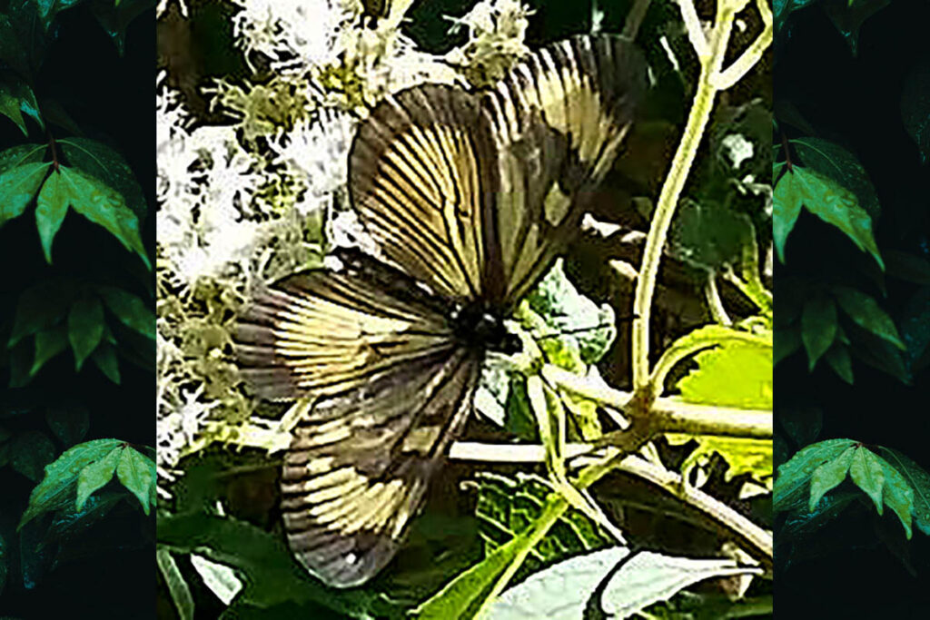 Actinote canutia