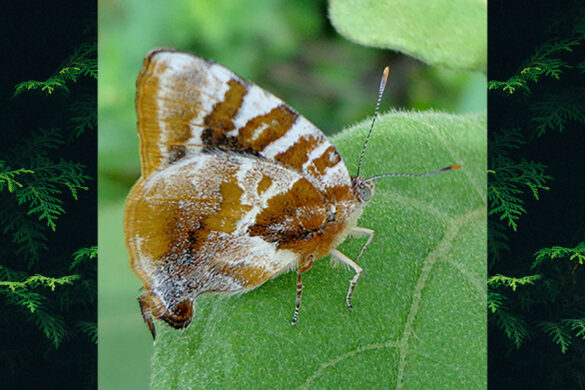 Arawacus ellida